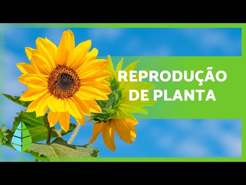 Vídeo: As plantas se reproduzem sexuadamente?