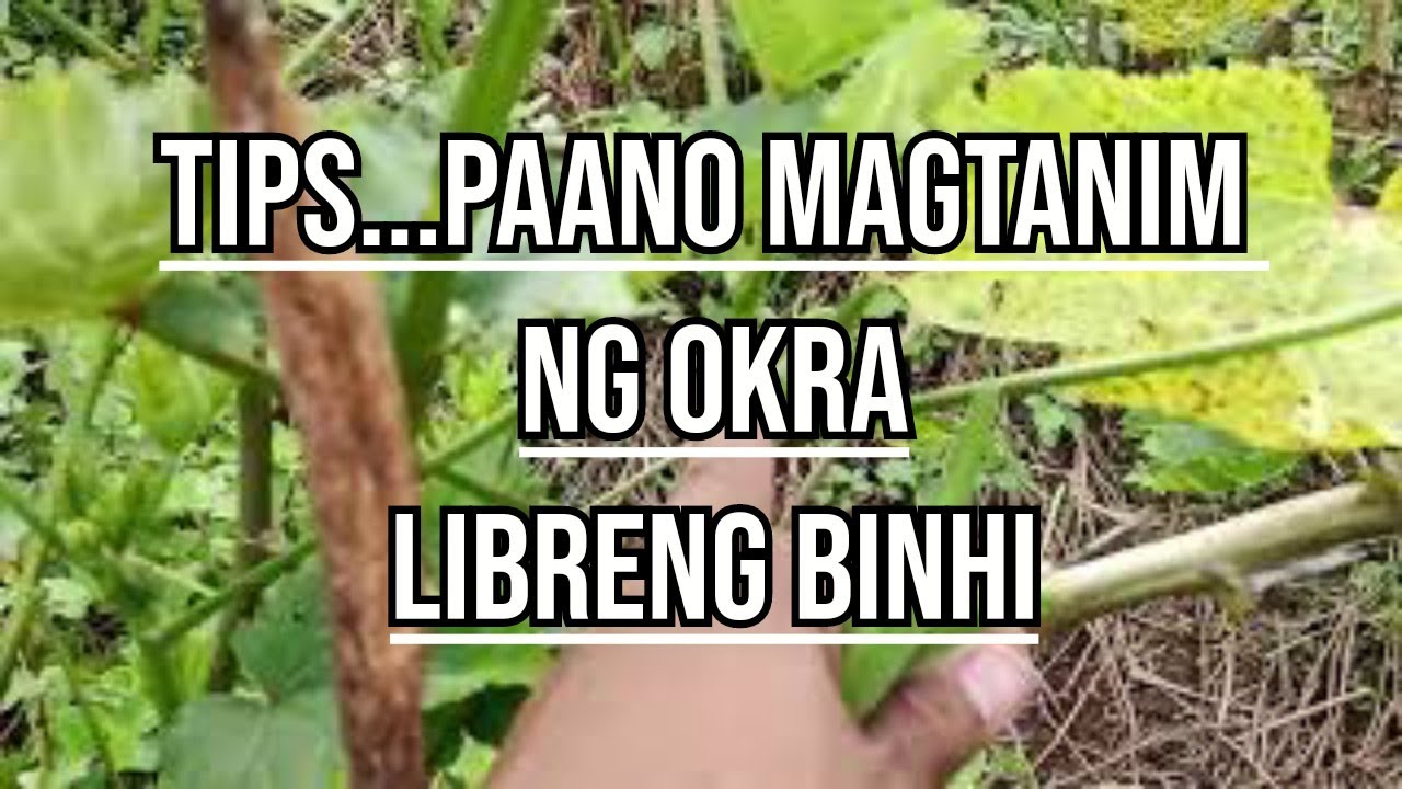 tips sa pagtatanim ng OKRA, certified VS Second genaration YouTube