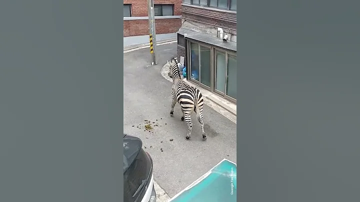 Zebra That Escaped From Seoul Zoo Has a Heartbreaking Backstory