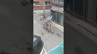 Zebra that escaped from Seoul zoo has a heartbreaking backstory