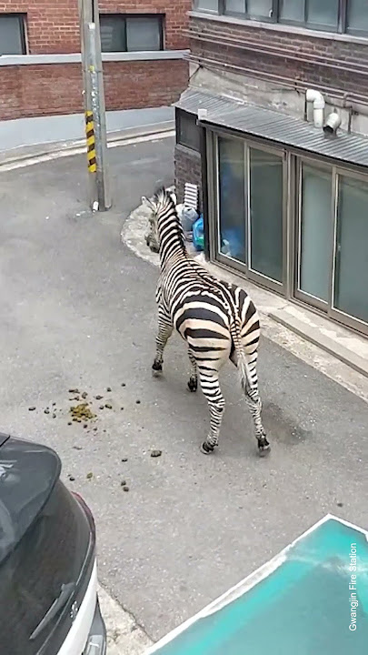 Zebra That Escaped From Seoul Zoo Has a Heartbreaking Backstory