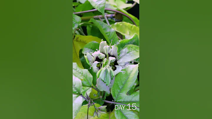 Passion Fruit Flower Blooming Time Lapse - DayDayNews