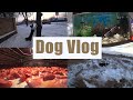 Vlog ~ в поле с рыбками | прогулка с бордером | завели рыбок