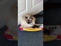 Scary keyboard cat