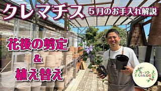 【剪定＆植え替えが分かるようになる】5月のクレマチスの育て方解説