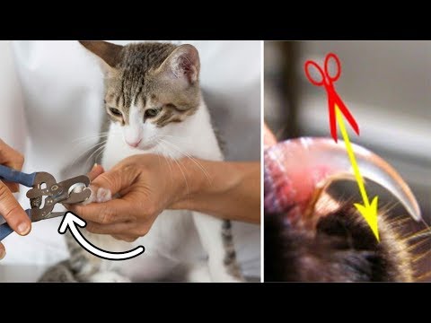 Video: Cara Memotong Kuku Kucing Anda Sendiri