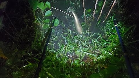 Xiệt Trúng Mánh Quá Nhiều Cá Ngon Dưới Mé Sông Con Nước 4 Giờ Sáng | kích cá miền tây 