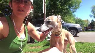 Whippet Running! Is a dog's barking the owner's fault? by KRob runs dogs and saves cats! 434 views 5 years ago 1 minute, 45 seconds