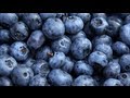 Blueberry Sauce and Blueberry Salsa - Farm to Fork with Sharon Vaknin/America's Heartland