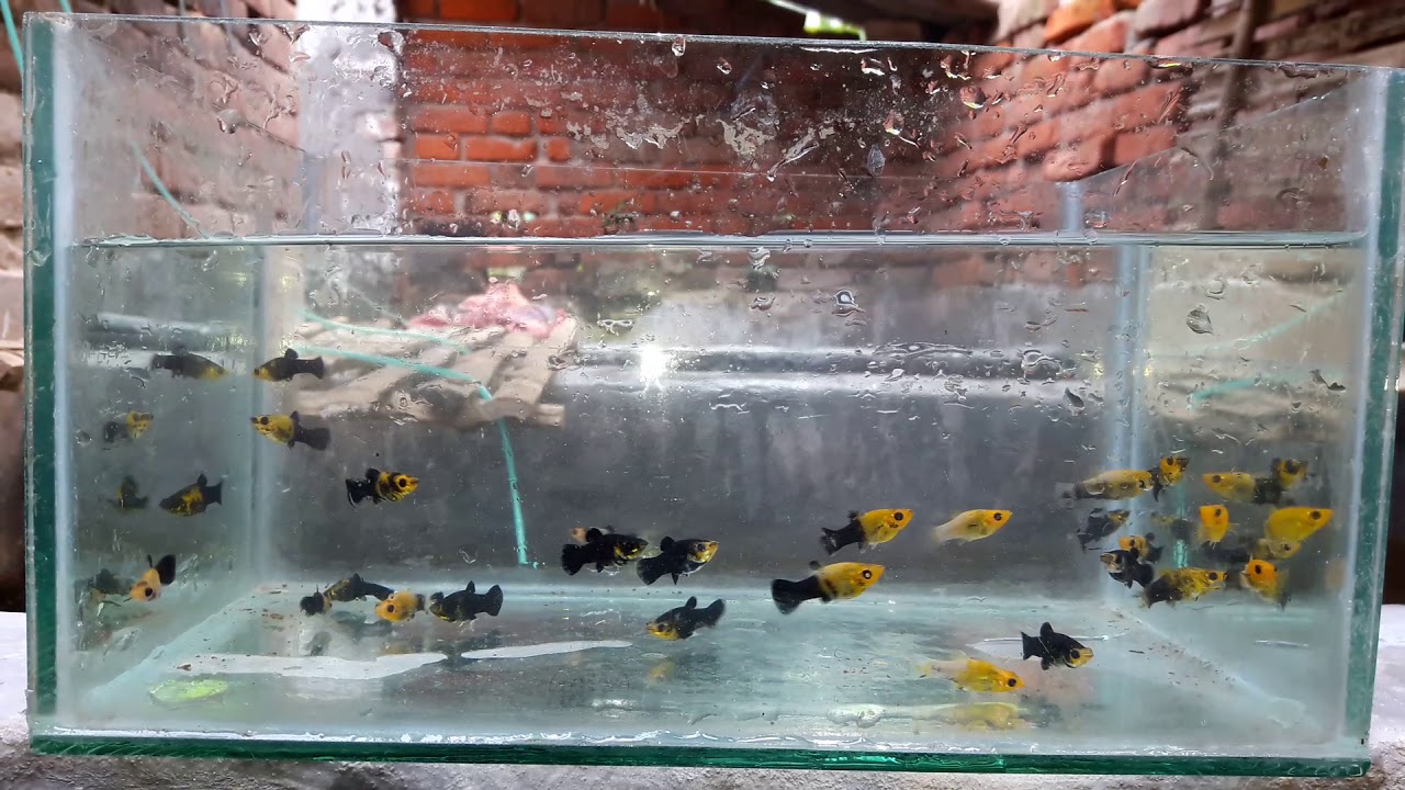 Gold_dust_molly_Quality YouTube