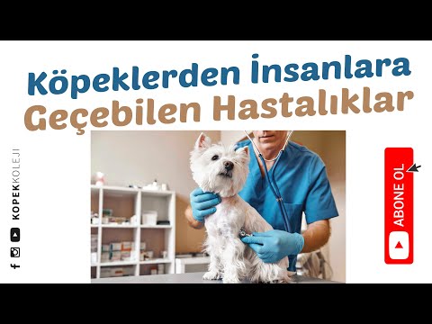 Video: Yaşlı Köpek Hastalığı - Köpeklerde Vestibüler Hastalık