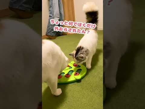 猫の知育玩具でちゅーるビッツを見つける猫【おしゃべりする猫】 #Shorts