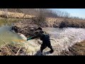Beaver dam removal || The largest beaver dam I've ever opened. Drone view included.