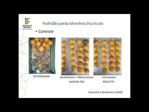 Vídeo: O que é a podridão marrom do pêssego - Como controlar a podridão marrom em pessegueiros