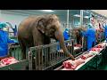 É POR ISSO QUE NÃO COMEMOS CARNE DO ELEFANTE