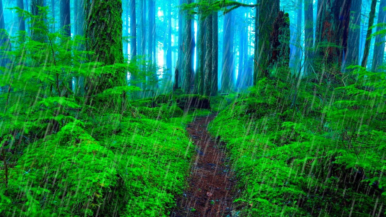 Rainforest Rain Sounds for Sleeping or Studying | White Noise Rainstorm ...