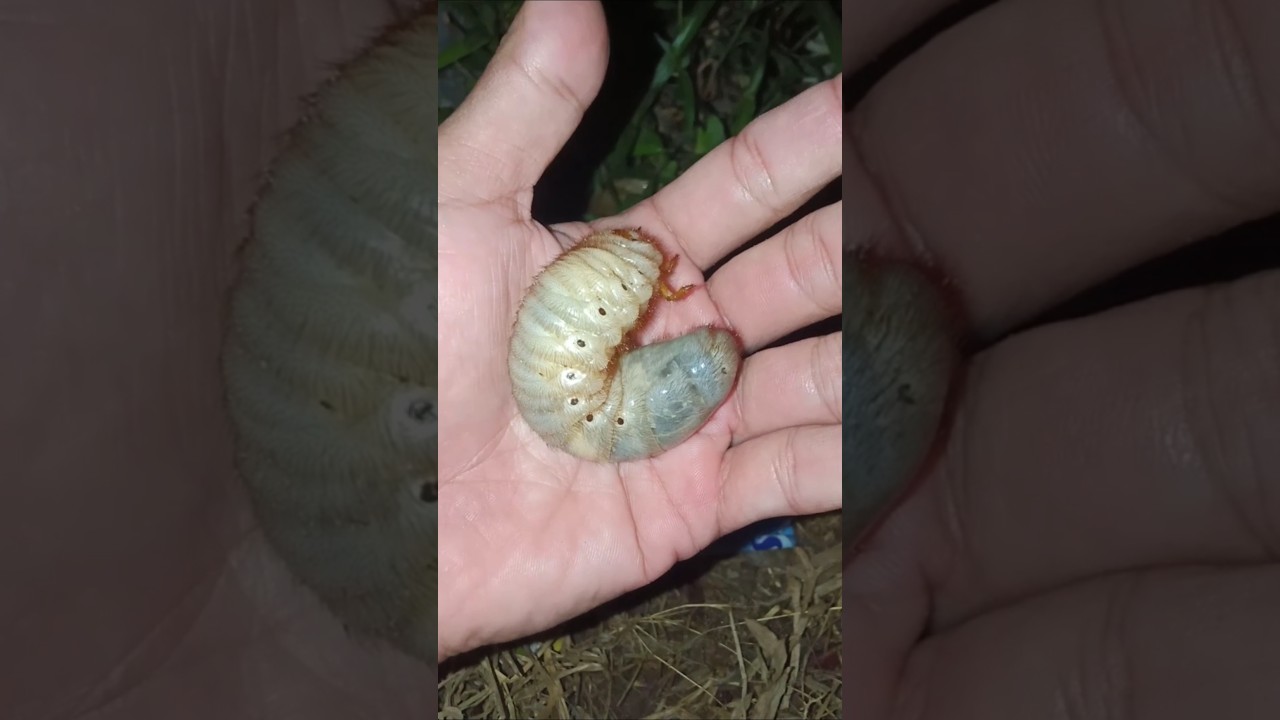 are these coconut worms scary? 