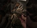 PATI CRABS NAAY BAYOT. | DaniloAyop #crabs