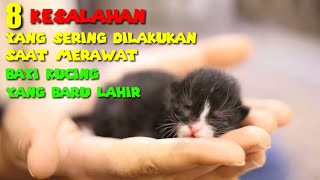 8 Kesalahan Saat Merawat Bayi Kucing | Cara Merawat Anak Kucing Baru Lahir