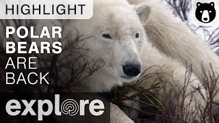 The Polar Bears Are Back