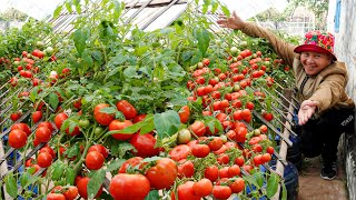 Вырастить помидоры очень легко в домашних условиях, много фруктов и урожай круглый год