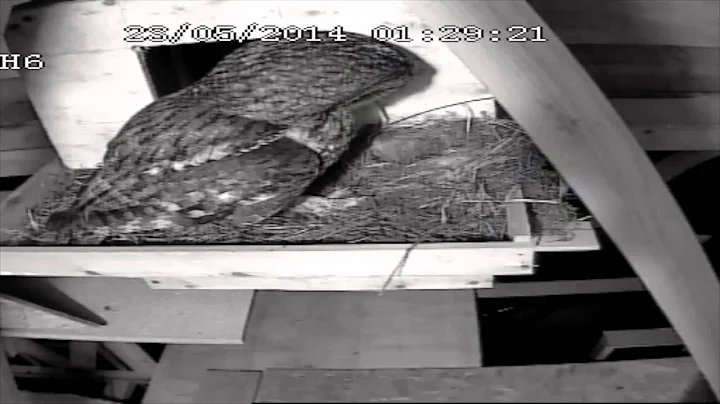 Tawny Owl attacks Pied Wagtail nest