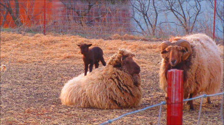 Christina Johns presents Baa Baa Black Sheep