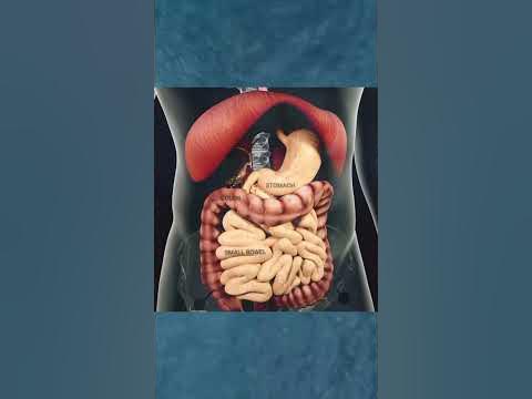 Процесс пищеварения - YouTube