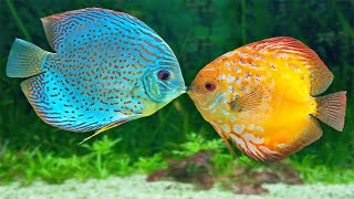 Bellissimo acquario tropicale con (DISCUS FISH) asmr