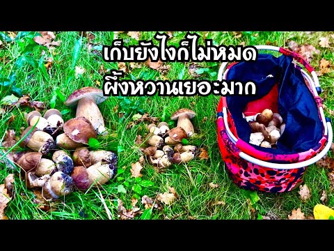 เก็บเห็ดผึ้งหวาน เยอะแบบนี้ เก็บยังไงไหว ดอกสวยๆอวบๆอ่อนเยอะมาก Porcini Mushroom Picking.