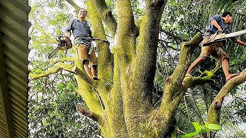 Cưa cây Xoài siêu khủng siêu nhánh / Sawing a super big, super branchy mango tree | T966