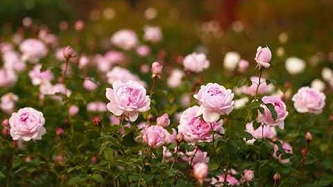 القارئ عبد الرحمن العوسي سورة البينة حالات واتساب قرآن Surah Al-Bayyinah Abdul Rahman Al Ossi