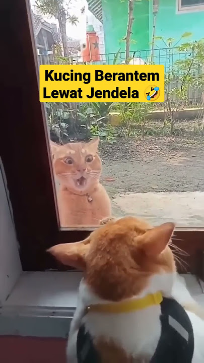 Kucing berantem meong meong #shorts #kucing