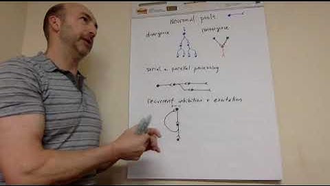 Neuronal pools
