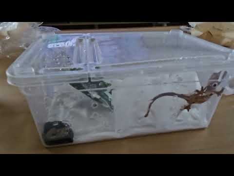 My Eldest Daugther Singing While Filming Her Lizard pet