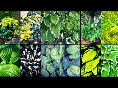 Video: Southeast Hostas: Hosta veislių pasirinkimas pietuose