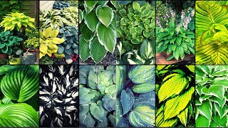 HOSTA VARIETIES - Plants Weekly