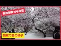 関東で雪の様子 新宿御苑でも積雪 | TOKYO in the SNOW