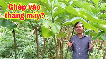 Thời điểm ghép bưởi đạt tỉ lệ sống cao || bưởi Rỏn