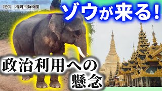 37年前にグアムで購入した象 象好きには、、、、たまりません。 First elephant in seven years: Contrary to public expectations