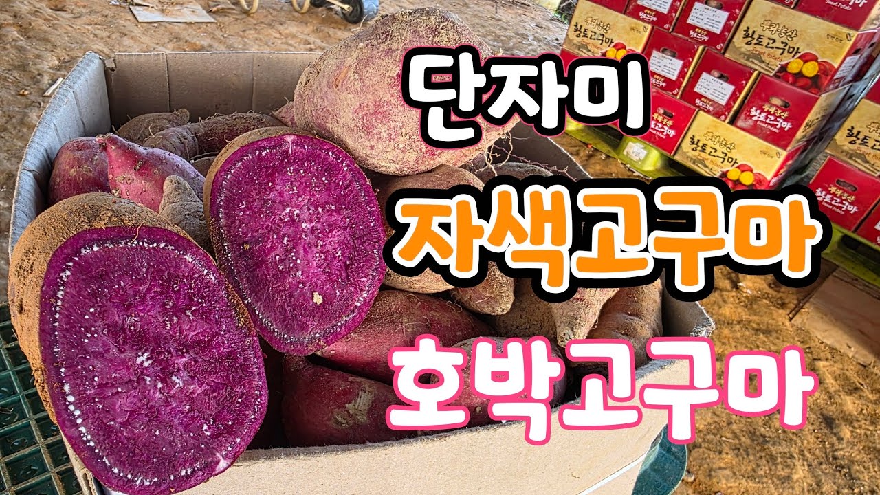 단자미 자색고구마 호박고구마 황금절임배추 흙생강 생방송 - YouTube