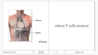 General Biology 2 - 43 The Immune System - Flashcards