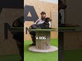 Why You Should Get A Doberman