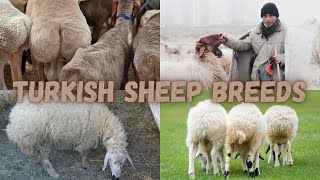 Exploring Turkey's Sheep Breeds | From Rugged Mountains to Cozy Sweaters