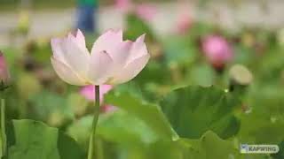 nature flowers videos 🌹🌷🌻🌺 whatsapp status dp/ relaxing music. screenshot 3