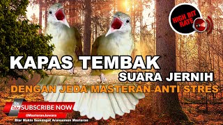 🔴 Request Netizen Masteran Kapas Tembak Jernih Jeda Pasti Efektif Pancingan Kapas Tembak Buka Ekor