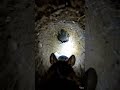 MOUSE HUNTING IN HOLL #MOUSE #SHORT #shortsfeed