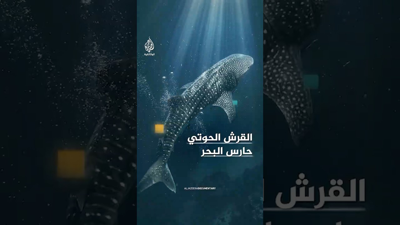 أكبر كائن سمكي ملاذ آمن لأصغر المخلوقات البحرية