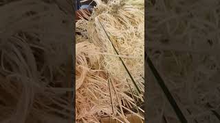 galo tribe culture of worship