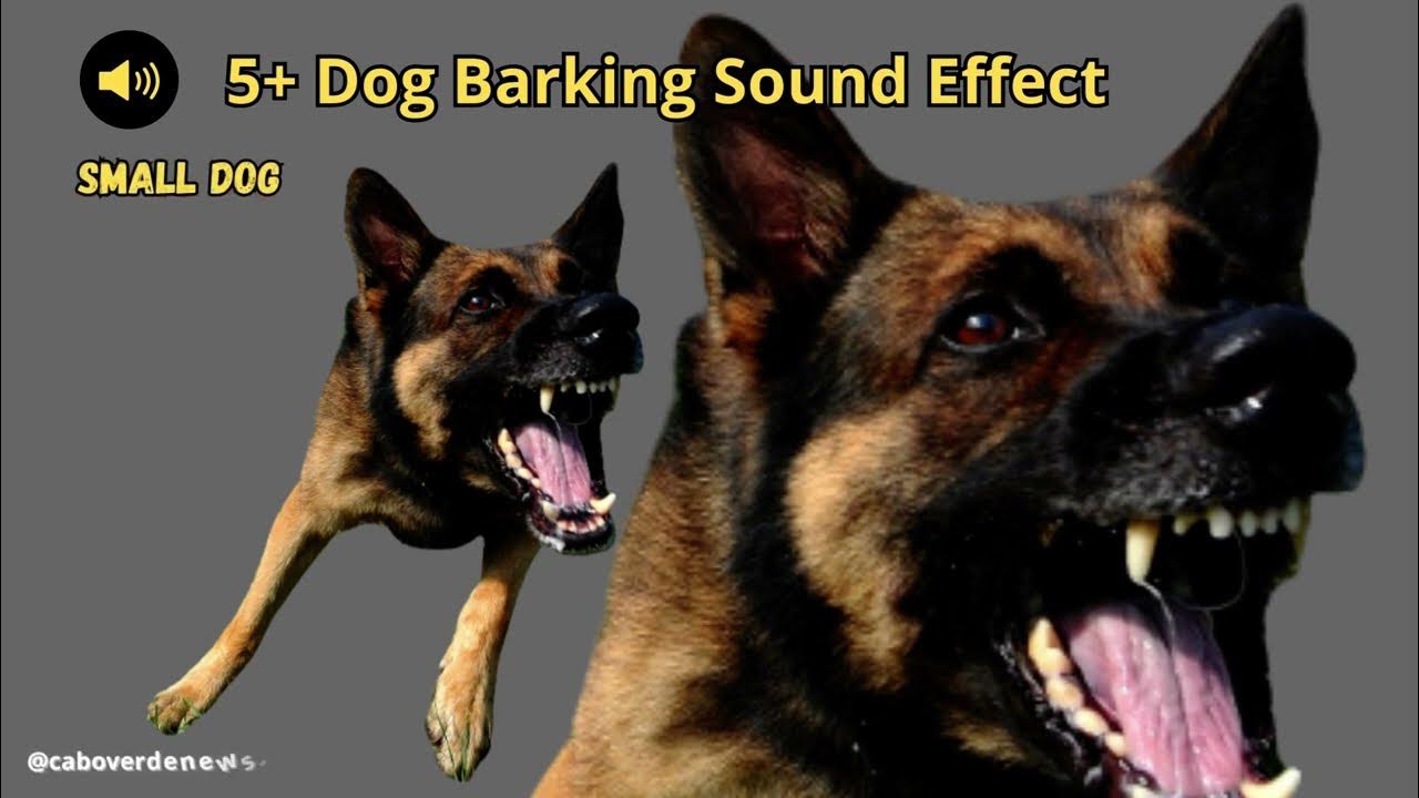 Dog Barking sound effect YouTube